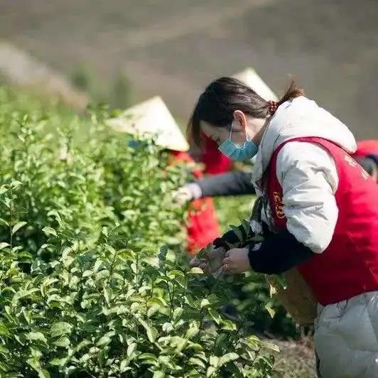 奶茶加盟原料为什么贵