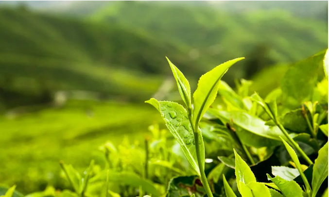 加盟coco奶茶有什么优势(加盟coco都可奶茶怎么样) 加盟coco都可奶茶怎么样
