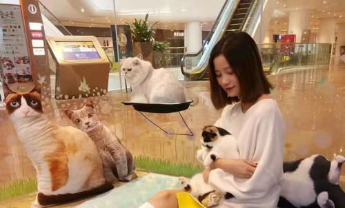 猫咖奶茶店加盟