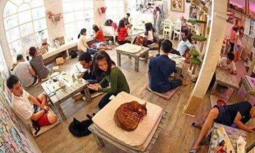 猫咖奶茶店加盟